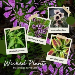 wicked plant collection by carmen mccullough