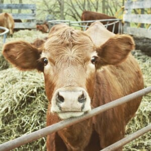 strange farm girl pretty cow